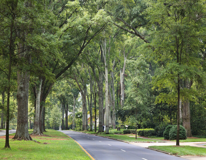 photo of myers park neighborhood street in charlotte nc